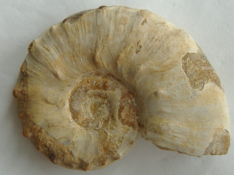 AMMONITE 8